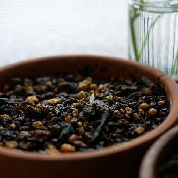 アロカシア ブラックベルベット,アロカシア,観葉植物,lumix-gf9,S家の成長記録の画像