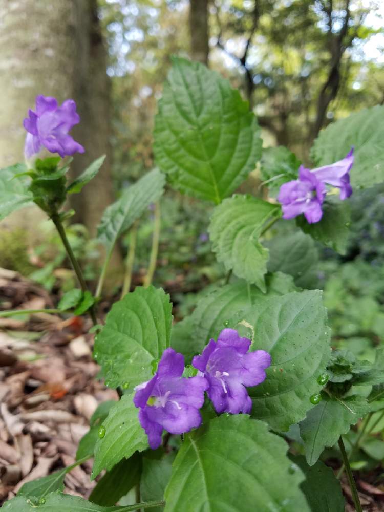 キツネノマゴ科の投稿画像 By 愛でるさん イセハナビ属と山野草と野に咲くお花と花のある暮らしと山歩きとスズムシバナとキツネノマゴ科とイセハナビ属と山野草と野に咲くお花と花のある暮らしと山歩き 21月10月14日 Greensnap グリーンスナップ Greensnap