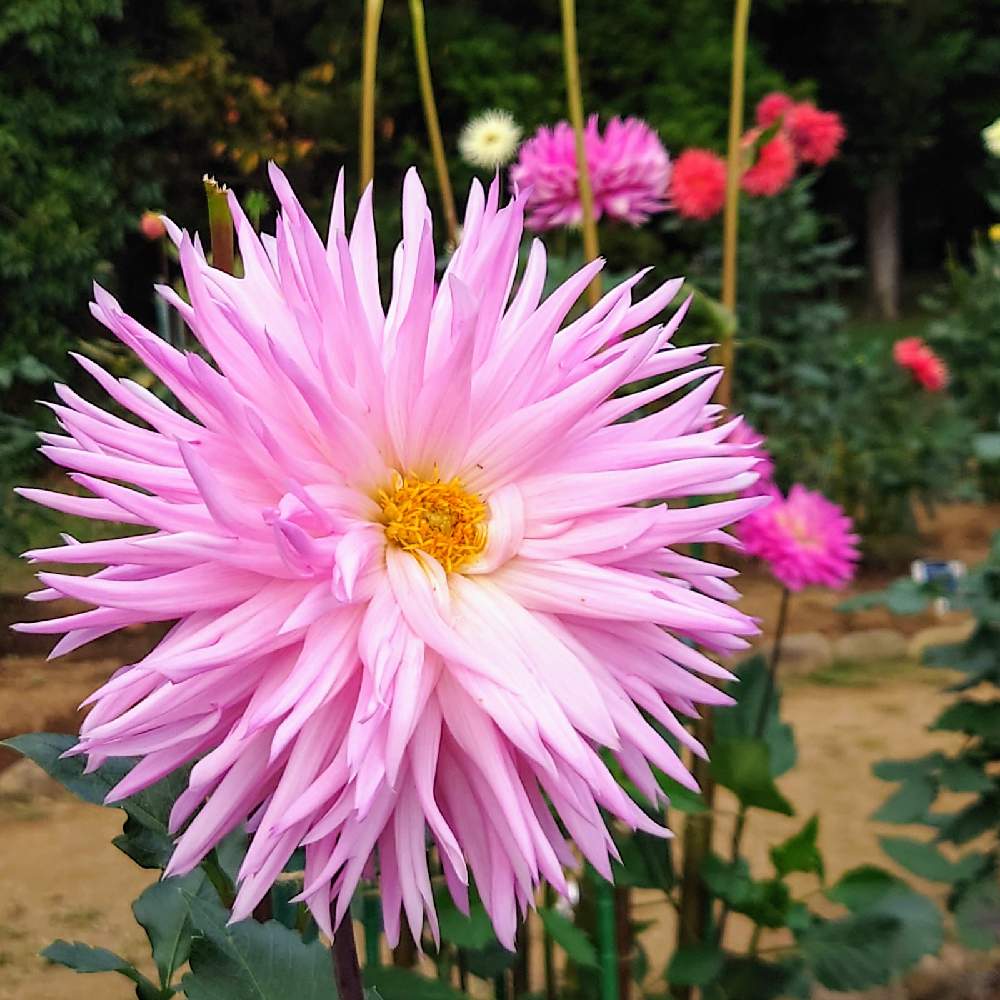 お出かけ先の画像 by hitomi.Ｈさん | お出かけ先とあき♬と植物園と日差しとピンクのお花と神代植物公園とダリア❁とお散歩とあおぞら