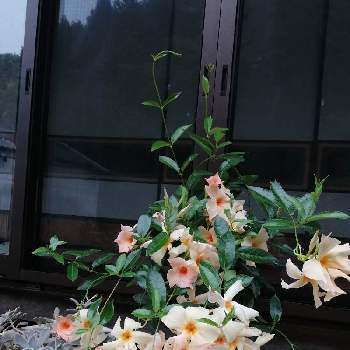 サンパラソル　　アプリコットの画像 by レモン愛花さん | サンパラソル　　アプリコットとお花大好きとはなのある暮らしと花に癒されてと軒下