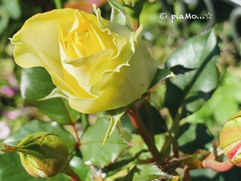 小さな庭の画像 by piaMo☆さん | 小さな庭と薔薇は初心者♡とLove Hokkaido♡と早寝早起き＾＾とビタミンカラー✨と秋の朝