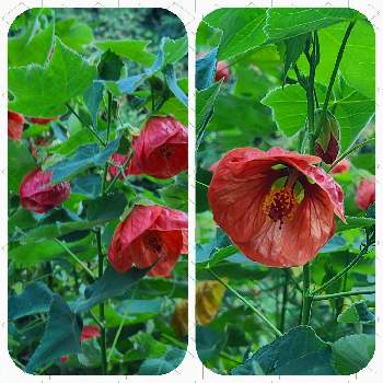 アブチロンの花の画像 by 元ちゃんさん | お出かけ先とアブチロンの花と友達のお家♡ときれいと可愛いお花♪と赤い実が可愛い