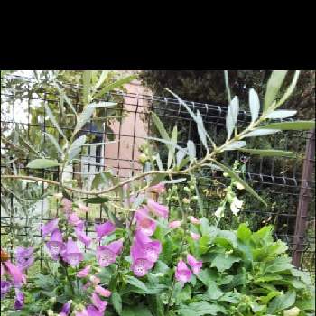 ジギタリス♪の画像 by 紫陽花さん | 小さな庭と花のある風景と咲いてくれてありがとう❤と出会いに感謝♡とエキナセア♪とジギタリス♪と花のある暮らしとオリーブの葉♪
