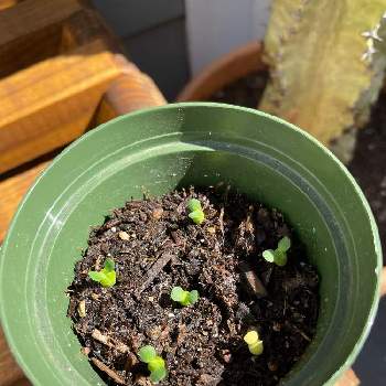 ユーフォルビアオベサの画像 by Yumiさん | Euphorbia obesaとユーフォルビアオベサ