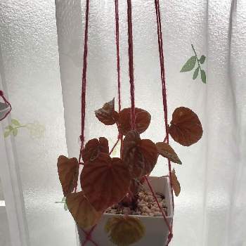 ペペロミア・キトの画像 by しなもんさん | 窓辺とペペロミア・キトと観葉植物