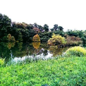 紅葉の秋の画像 by m＆oさん | お出かけ先と水辺の風景と水元公園と紅葉の秋と朝の散歩道と5番バードサンクチュアリー