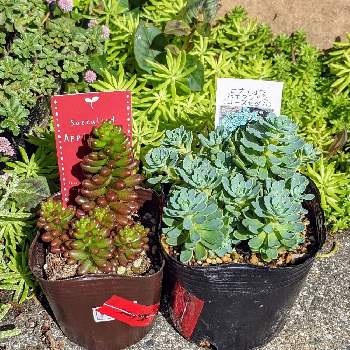 八王子ガーデンメッセの投稿画像一覧 Greensnap グリーンスナップ