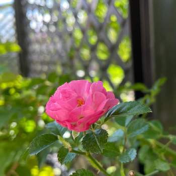 ピンク色のバラの画像 by hiroさん | 小さな庭とピンク色のバラとガーデンとばら バラ 薔薇とガーデニング好きと薔薇好きと庭の花とバラ大好きとマイガーデンとバラのある暮らしと薔薇のある暮らし♡と小さな庭♡とガーデニングと花のある暮らしとお庭とバラ・ミニバラとバラを楽しむ