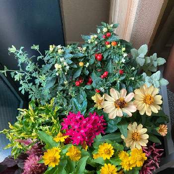 メランポジューム の投稿画像一覧 Greensnap グリーンスナップ