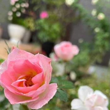 ピンク色のバラの画像 by hiroさん | 小さな庭とピンク色のバラとガーデンとばら バラ 薔薇とガーデニング好きと薔薇好きと庭の花とバラ大好きとマイガーデンとバラのある暮らしと薔薇のある暮らし♡と小さな庭♡とガーデニングと花のある暮らしとお庭とチュチュオプティマとバラ・ミニバラとバラを楽しむ