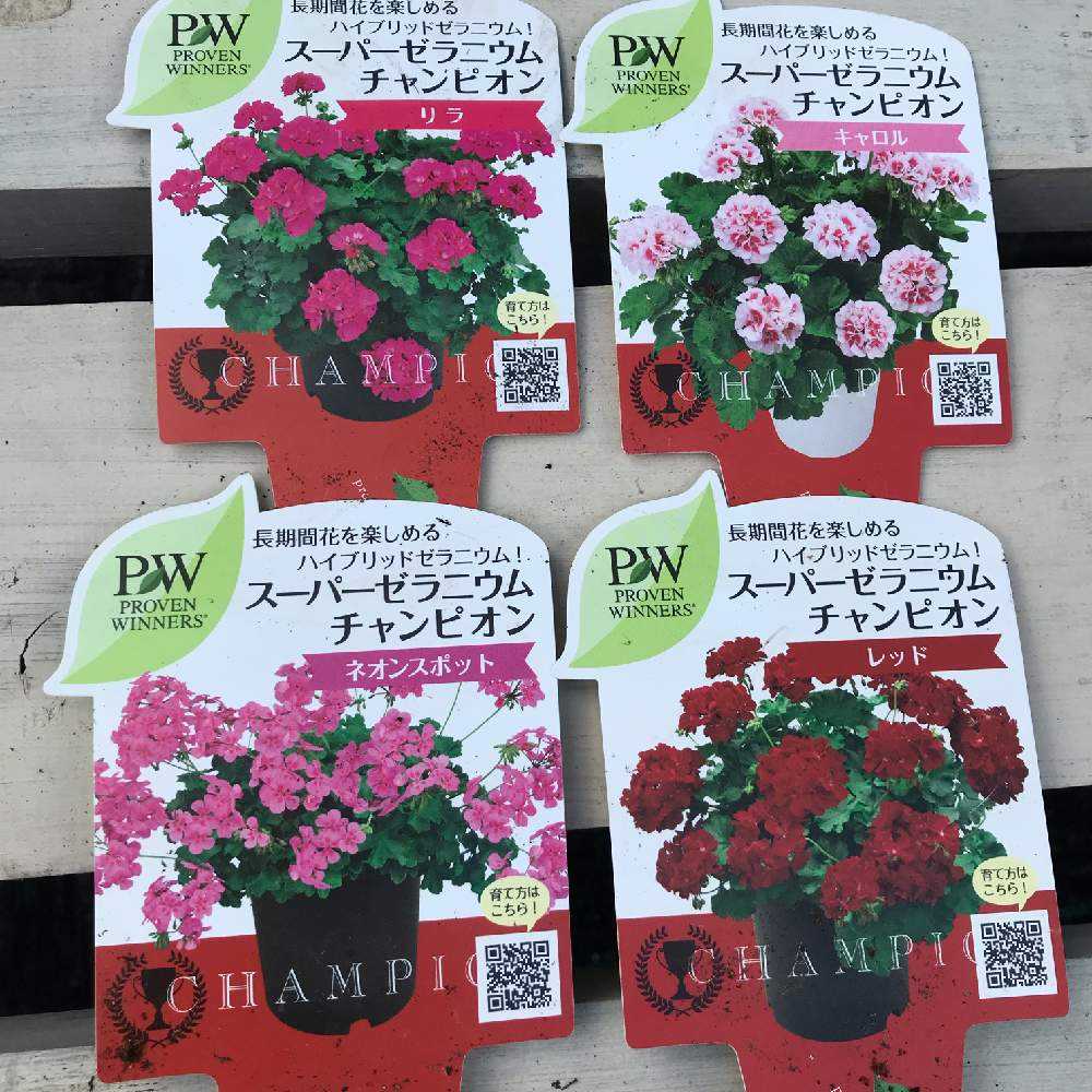 冬越しチャレンジ 春まちガーデニング Pw花苗アンバサダー21 秋 Greensnap グリーンスナップ