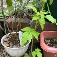 ラズベリーの育て方 収穫時期や自宅で栽培するときの注意点は Greensnap グリーンスナップ ラズベリーの育て方 収穫時期や自宅で栽培するときの注意点は Greensnap グリーンスナップ