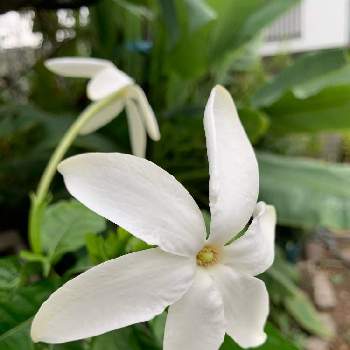 ガーデニアアフリカの投稿画像一覧 Greensnap グリーンスナップ