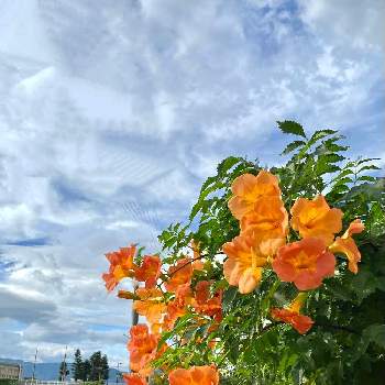 晩夏の花の投稿画像一覧 Greensnap グリーンスナップ