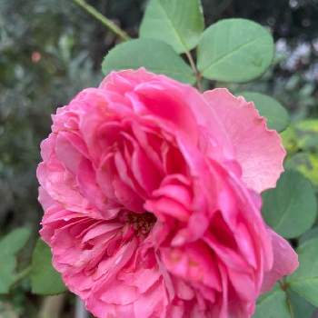 レオナルド ダ ヴィンチの投稿画像一覧 Greensnap グリーンスナップ