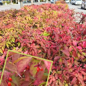 秋ですね〜の画像 by ひいやんさん | お出かけ先と秋色♪とありがとう♡とニシキギの紅葉と秋の気配とささやかな幸せと皆さんに感謝と紅葉（こうよう）と秋ですね〜と北海道