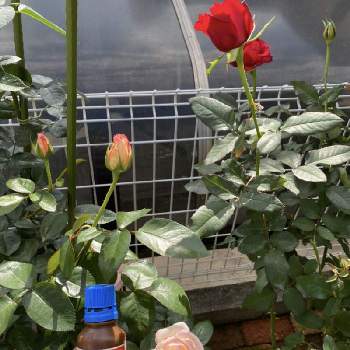 アザミウマの投稿画像一覧 Greensnap グリーンスナップ