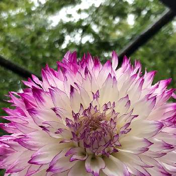 ダリア ウェディングマーチの投稿画像一覧 Greensnap グリーンスナップ