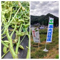 黒枝豆,黒大豆,ダイズ,丹波黒枝豆,枝豆(黒大豆)の画像