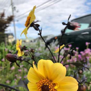 ダリア ブラックナイトの投稿画像一覧 Greensnap グリーンスナップ