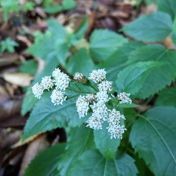 マルバフジバカマ 丸葉藤袴 の投稿画像一覧 Greensnap グリーンスナップ