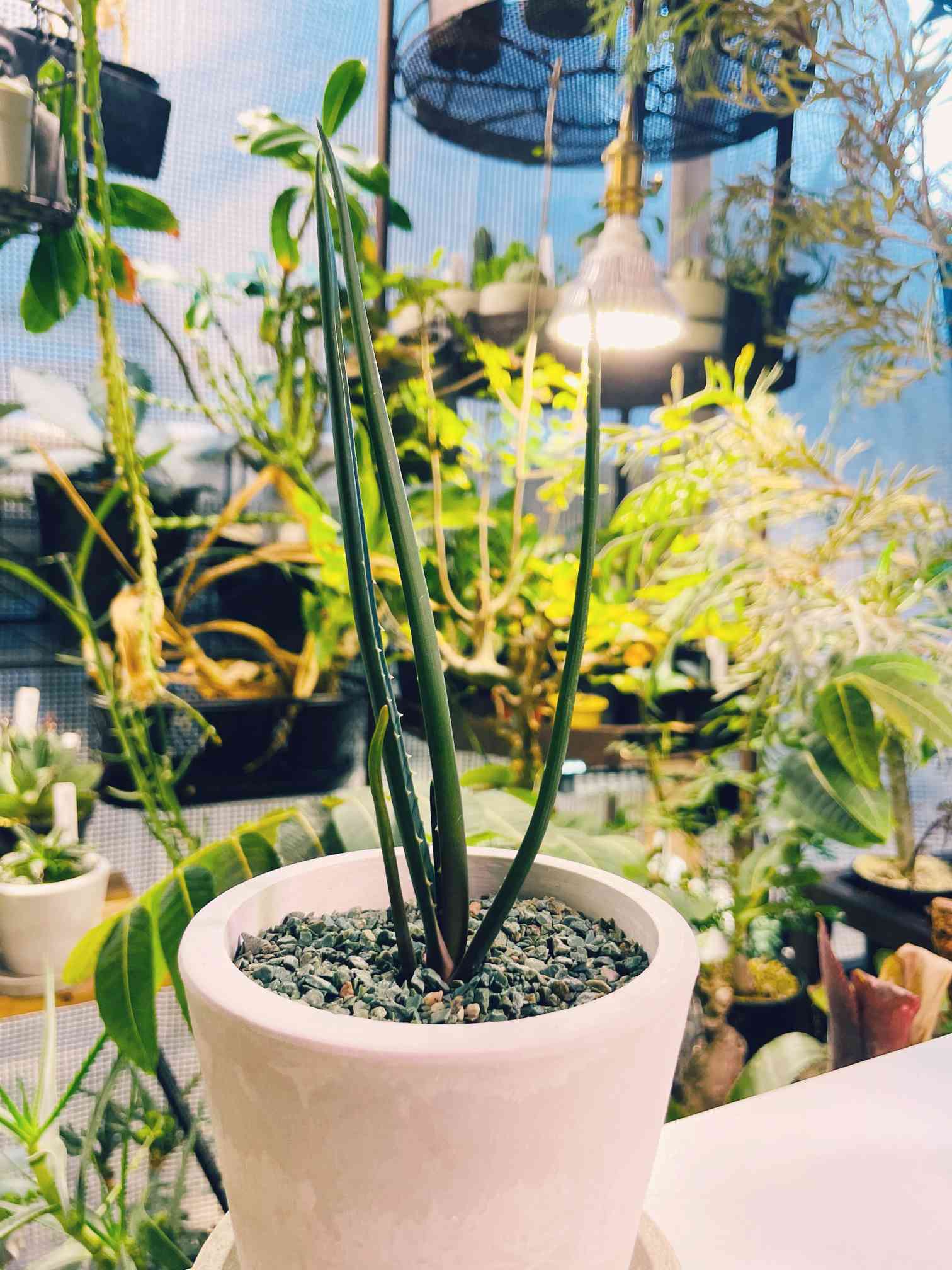 アロエ バーベラエの一覧｜🍀GreenSnap（グリーンスナップ）