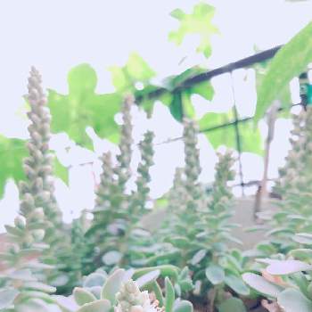 沖縄すずめうりの画像 by Meeaさん | バルコニー/ベランダと子持ち蓮華と沖縄すずめうりと多肉植物と可愛いお花＊と紅葉する多肉と花いろいろと花のある暮らしと緑のある暮らし❤と多肉植物♡