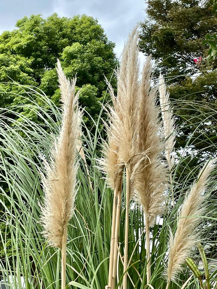 パンパスグラス 苗 大苗 大株 ドライフラワー - 植物/観葉植物