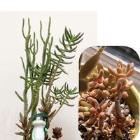 テトラゴナの育て方 日当たりや水やり加減 植え替え方法は Greensnap グリーンスナップ テトラゴナの育て方 日当たりや水やり加減 植え替え方法は Greensnap グリーンスナップ
