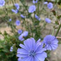 チコリの育て方 ハーブやエディブルフラワーとしても栽培できる Greensnap グリーンスナップ