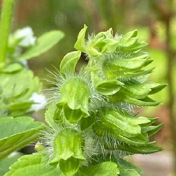 エゴマ Greensnap グリーンスナップ エゴマ Greensnap グリーンスナップ