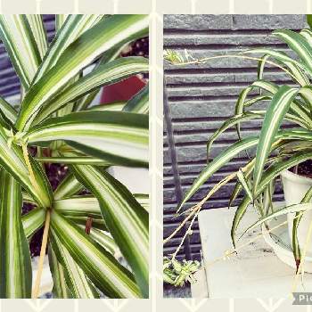 お外の植物の画像 by AKIさん | テラスとオリヅルランと観葉植物と植物のある暮らしと増やす楽しみとお外の植物