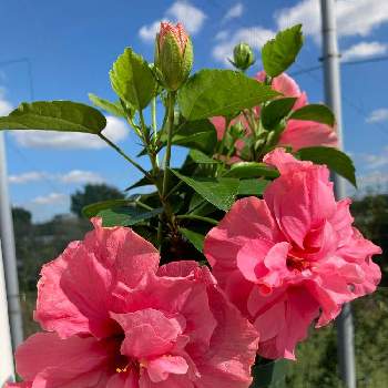 ハイビスカス 八重咲きの投稿画像一覧 Greensnap グリーンスナップ