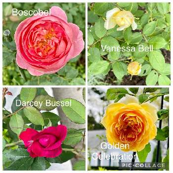 コーラル色の花の画像 by ブルーネストさん | 小さな庭とイングリッシュローズとDA ボスコベルとDA ダーシーバッセルとDA ゴールデンセレブレーションとDA ヴァネッサベルとばら バラ 薔薇とコーラル色の花とおうち園芸と香る花とイングリッシュ・ローズとデビッドオースティンと黄色の花と赤い花とガーデニングとバラが好きとバラを楽しむ