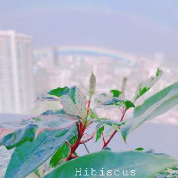 ハイビスカスの蕾の画像 by hiroさん | バルコニー/ベランダと花芽と観葉植物とトロピカルと植中毒と派手な葉っぱと綺麗な葉っぱと ハイビスカスとレインボー✨と観葉植物がスキとハワイとハイビスカスの蕾と熱帯植物と今日のハイビスカス