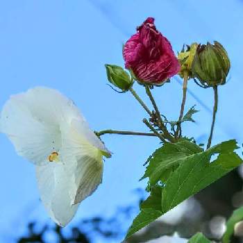 フヨウ属の画像 by 京紫さん | スイフヨウと金曜日の蕾たちとくるくるまき^o^とフヨウ属とスイフヨウの花と雲仲間と青空と植物❤︎と❥植物❥空模様❥コラボ❥と白い花とピンクの蕾といやし♪と青空とiPhone撮影