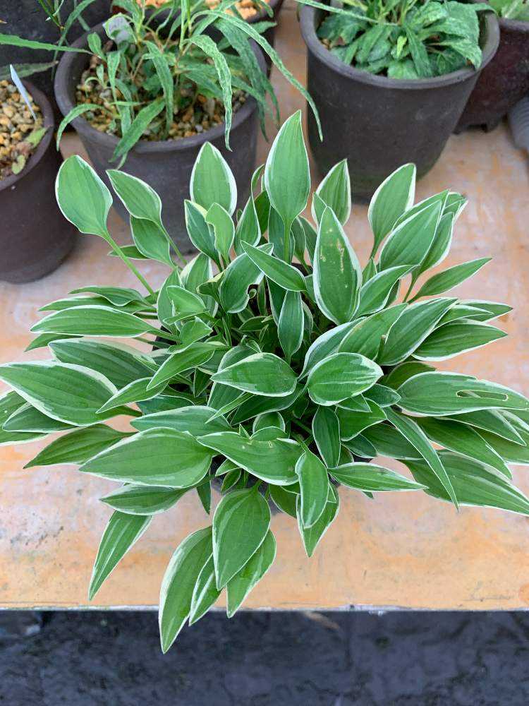 小型ギボウシ図鑑｜🍀GreenSnap（グリーンスナップ）