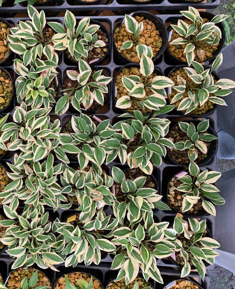 小型ギボウシ図鑑｜🍀GreenSnap（グリーンスナップ）