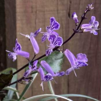 かわいらしいお花の画像 by 典子さん | エントランスとプレクトランサス・モナラベンダーと寄せ植えと丈夫な子。とかわいらしいお花