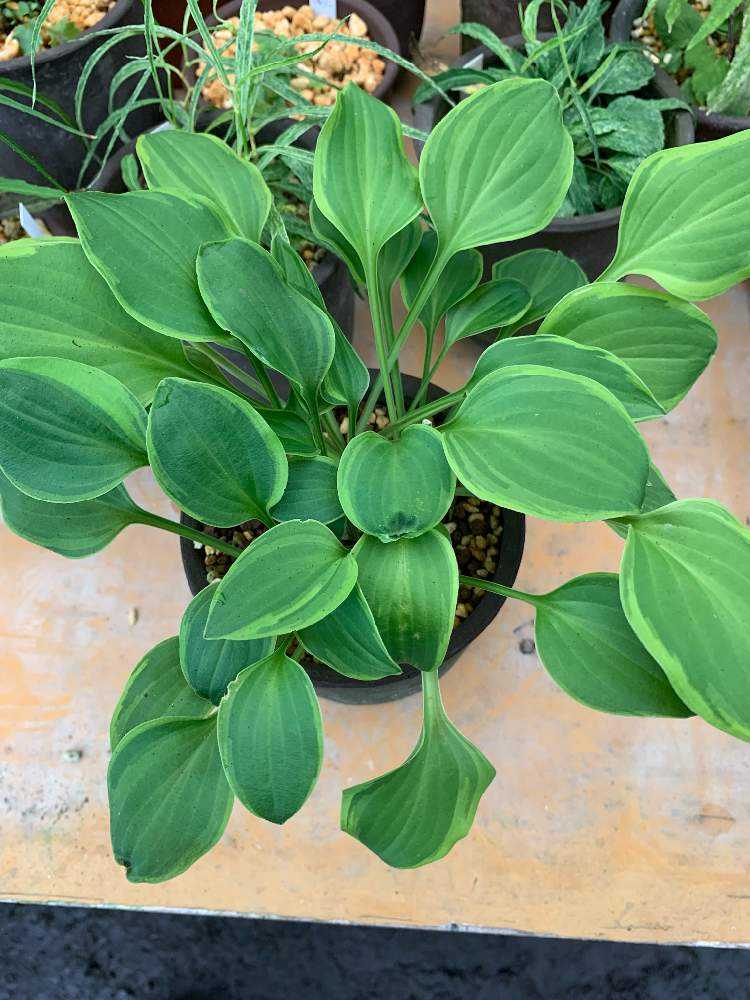 小型ギボウシ図鑑｜🍀GreenSnap（グリーンスナップ）