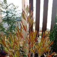 ドドナエアの育て方 植え付けや植え替えの時期は 剪定方法は Greensnap グリーンスナップ ドドナエアの育て方 植え付けや植え替えの時期は 剪定方法は Greensnap グリーンスナップ