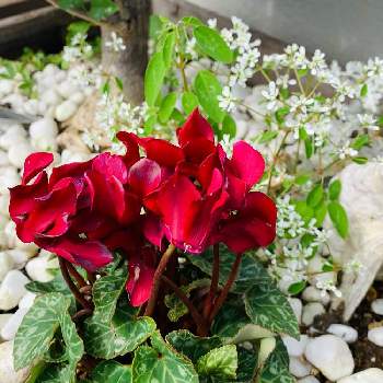 ガーデンシクラメン　赤の画像 by アリンコさん | 娘ん家の花壇♡と癒しとお花大好きと今日の花と花のある暮らしとガーデンシクラメン　赤