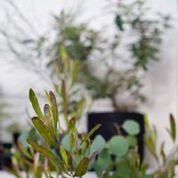 ドドナエアの育て方 植え付けや植え替えの時期は 剪定方法は Greensnap グリーンスナップ