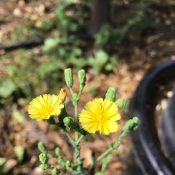 レタスの花の投稿画像一覧 Greensnap グリーンスナップ