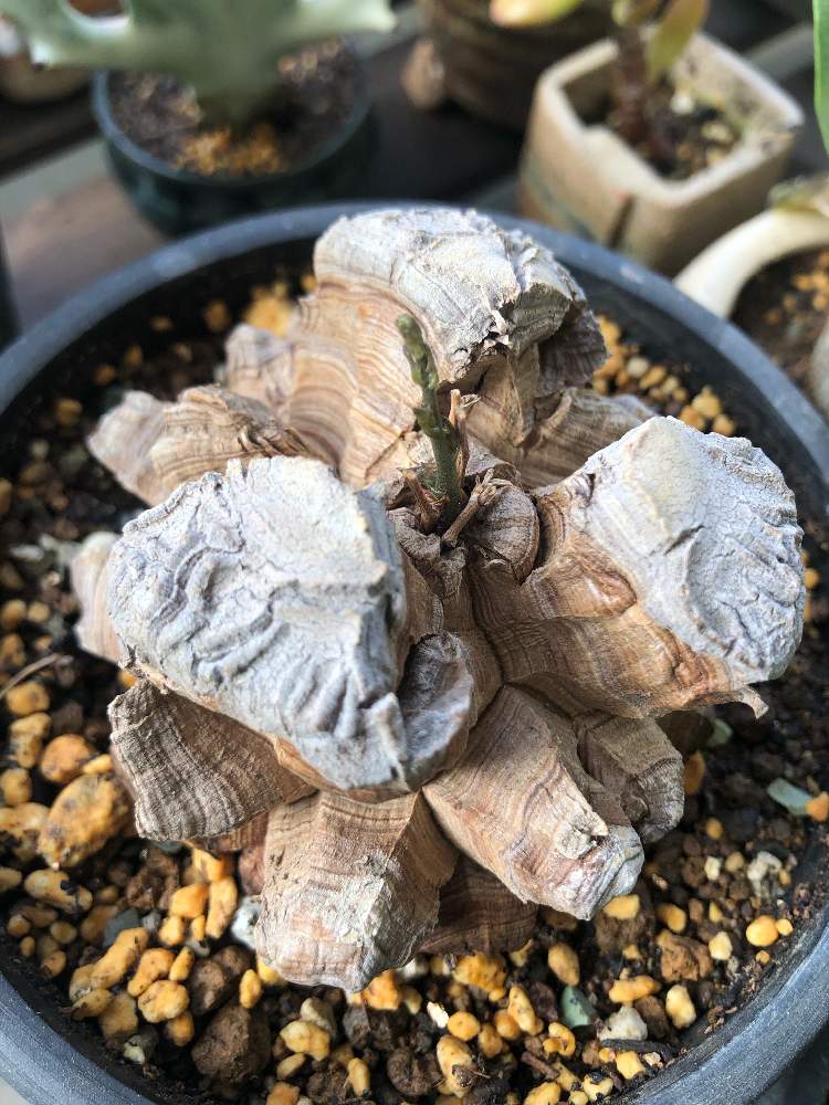 亀甲竜の投稿画像 By Yayanoahさん 黒プラ鉢と冬型塊根とコーデックスと塊根植物と珍奇植物と新芽と亀甲竜 21月10月15日 Greensnap グリーンスナップ