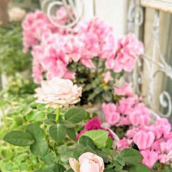 ガーデンシクラメン 軽井沢育ちの画像 by m_m77さん | 小さな庭とガーデンシクラメン 軽井沢育ちとガーデンシクラメンとミニバラとアザレアとバラとピンクの花と癒しとピンク❤︎ピンクとおうち園芸と今日のお花とかわぃぃ。と小庭❤️と小さな幸せ♡と爽やかと可愛いと小さな小さな庭と花のある暮らしと小さな幸せ