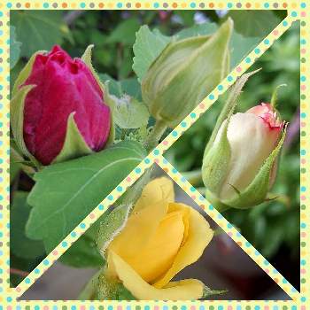 フヨウ属の画像 by IKUMAMAさん | 小さな庭と金曜日の蕾たちとフヨウ属とカワイイ～☺️とおうち園芸とバラ・ミニバラとバラを楽しむ