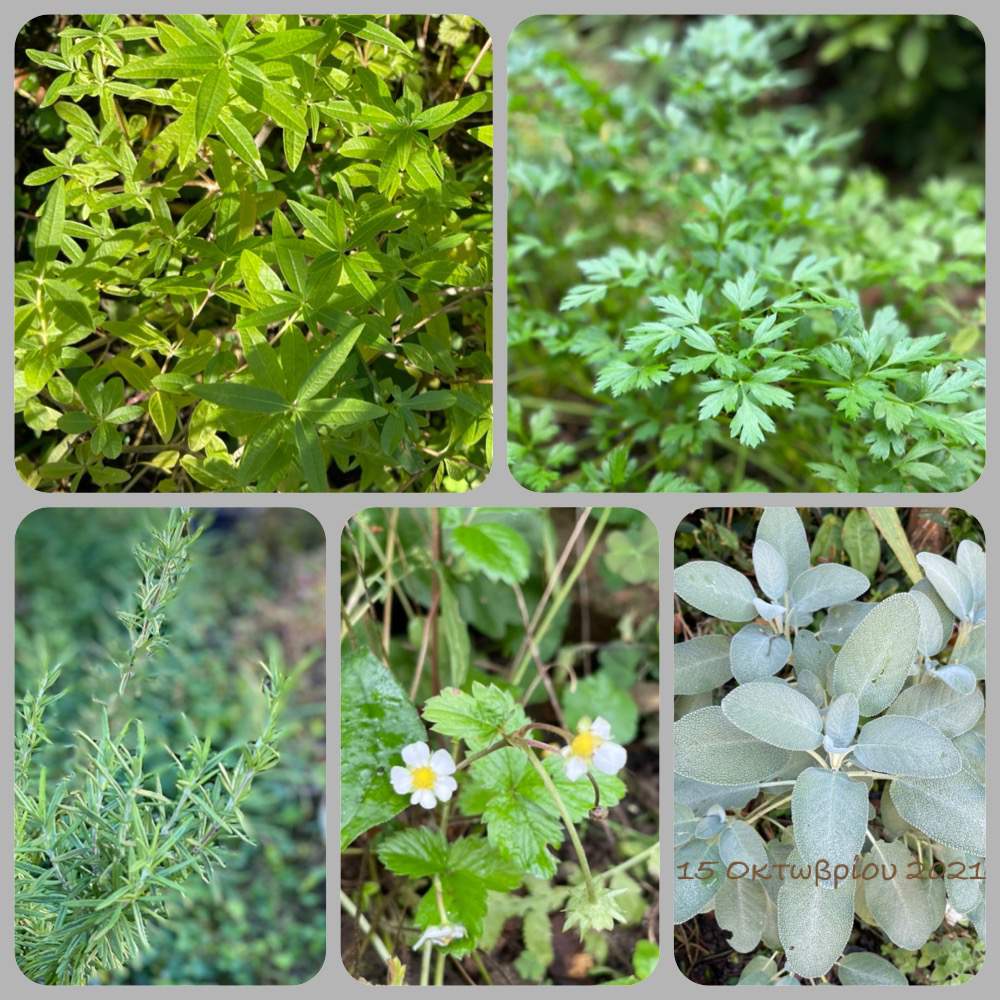 ローズマリーの投稿画像 By りんこさん パセリとレモンバーベナと富山支部と葉っぱとナチュラルガーデンとハーブとハーブのある暮らしとハーブ女子と ღ ற かわゅ とワイルドストロベリーとベルグガルデンセージと広い庭と富山支部と葉っぱとナチュラルガーデンと