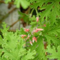 ハーブゼラニウムの育て方 植え付けや収穫時期は 増やし方は Greensnap グリーンスナップ