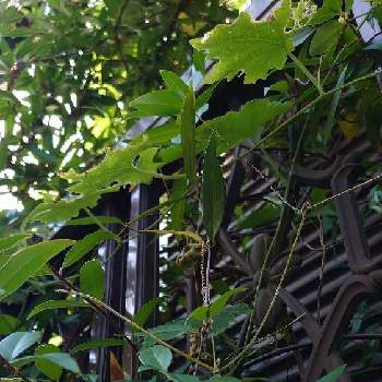 カラスウリの実の画像 by マロマロさん | アプローチとお気に入り♡と秋の気配～✨✨✨と(° ꈊ °)✧˖°ｵﾎｯ!とカラスウリの実と可愛い❤️